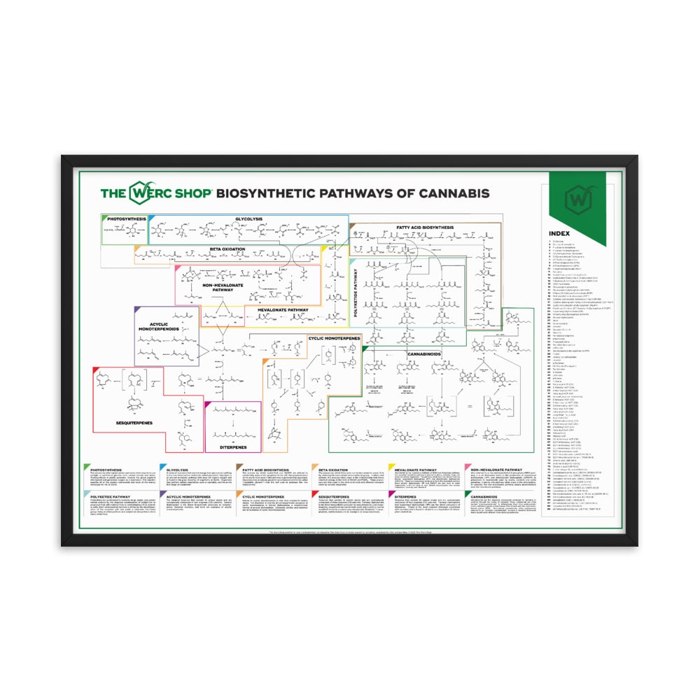 Cannabis Biosynthetic Pathways, framed