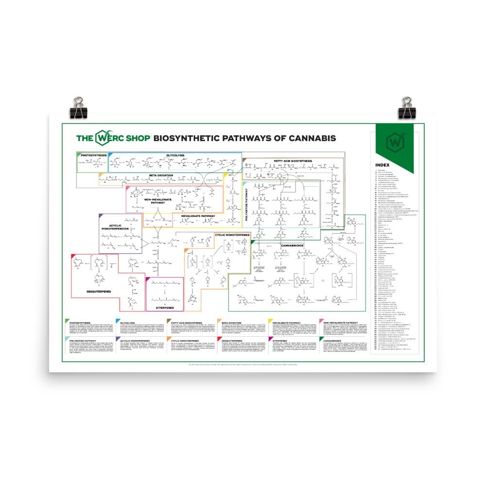 Cannabis Biosynthetic Pathways